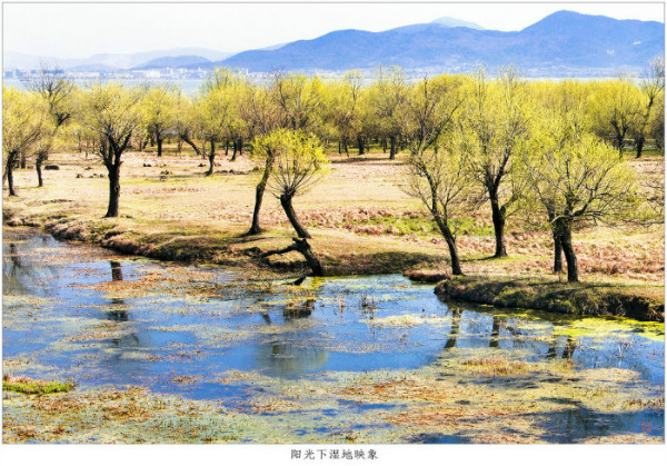 阳光下湿地映象